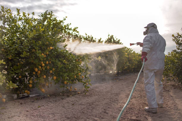 Best Wasp Removal Services  in Providence Village, TX