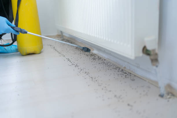 Best Residential Pest Control  in Providence Village, TX