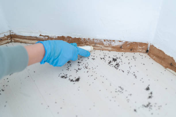 Best Pest Inspection Near Me  in Providence Village, TX